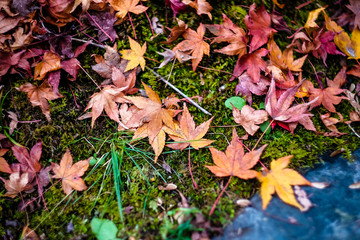 A variety of Momiji leaves that fall from trees. Nature Background. Make the area under the tree Beautiful with maple flowers.