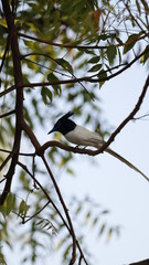 long tail bird sitting at the top of neem tree ,It has long white color tail and black color head.