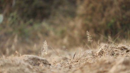 it is small grass plant has flower like a wheat plant 
