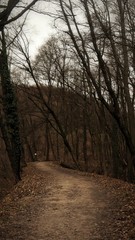 Lonely path of forest in autumn.