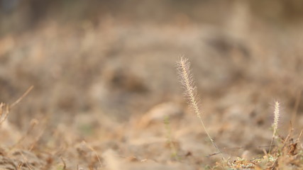 it is small grass plant has flower like a wheat plant 
