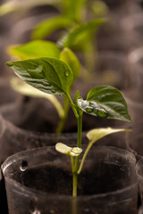 young paprika plant in soil