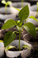 young paprika plant