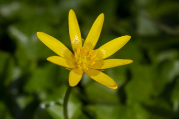 Lesser celandine, a beautiful yellow flower in early spring