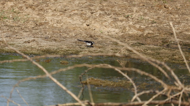 bird is search and find water for dring ,it take long time for searching it
