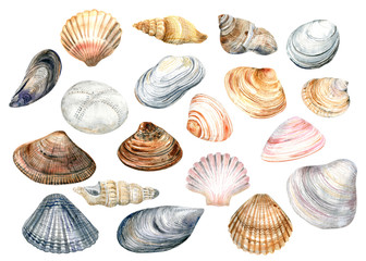 Clip Art set with colorful shells on a white background . Cute stock
 illustration. Hand painted in watercolor - obrazy, fototapety, plakaty