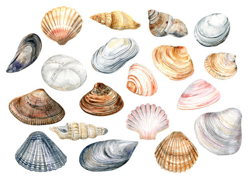 Clip Art set with colorful shells on a white background . Cute stock
 illustration. Hand painted in watercolor