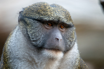 Wildlife photography