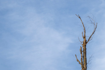 Top of dry wood with blue sky.