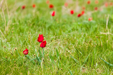 Schrenck's tulips, Tulipa, in the steppe, Rostov state atmospheric reserve, Russia
