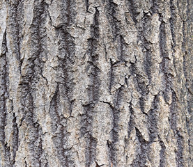 Texture of tree bark. Abstract background made of tree bark. Close up.