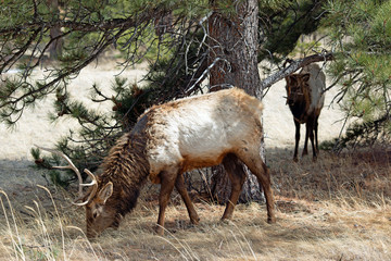 Wild Elk Roaming the Rocky Mountains 