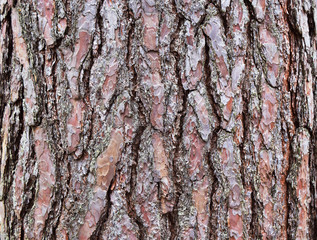 Texture of tree bark. Abstract background made of tree bark. Close up.
