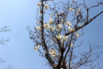 목련