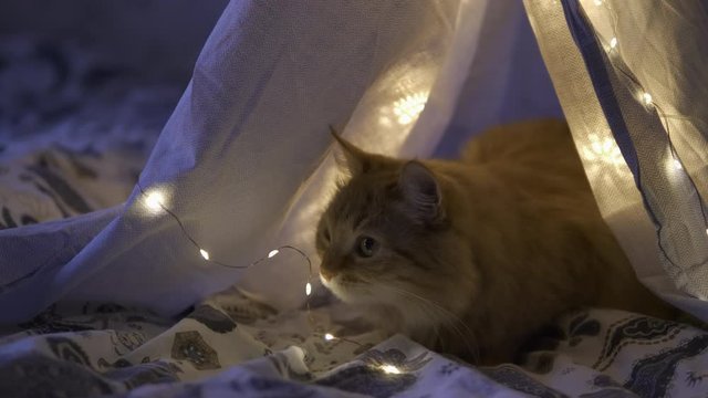 Cute ginger cat lying in children's tent made of linen sheet on bed. Cozy evening. HLG Bt.2020 ungraded.