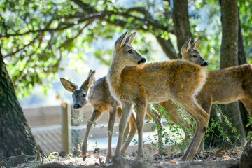 Jeune chevreuil dans un bois coloré au rayon d'été, faune sauvage d'Europe
