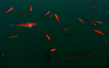 Goldfish swimming