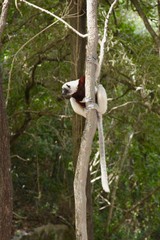 Obraz premium Madagascar