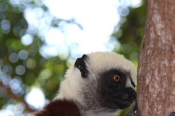 Madagascar