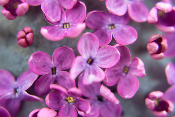 Lilac flowers closeup, background of flowers