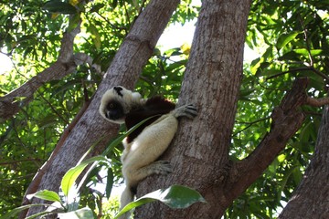 Madagascar