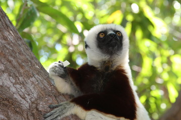Madagascar