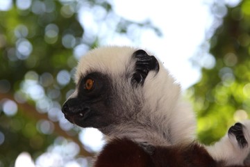 Madagascar