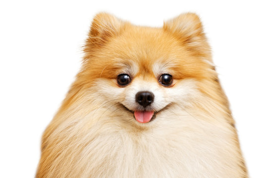 Closeup portrait of cute pomeranian spitz isolated on white background. Shallow focus.