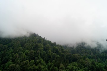 Foggy Kackar Mountains and trees shrouded in mist. Rize/Turkey