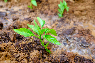 vegetable seedlings in the garden