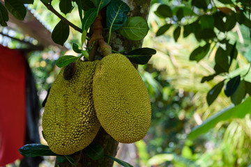 Jackfruit growing on a tree in Vietnam