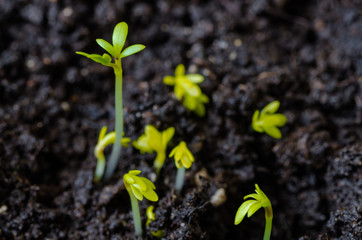 young lettuce sprouts sprouted from that ground in the spring, turned green and beautiful, healthy food for health - 335879434