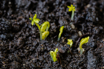 young lettuce sprouts sprouted from that ground in the spring, turned green and beautiful, healthy food for health - 335879463