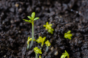 young lettuce sprouts sprouted from that ground in the spring, turned green and beautiful, healthy food for health - 335879478