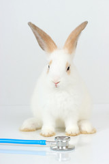 A cute white rabbit with long brown ears on white background, adorable bunny with doctor's...