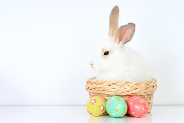 Happy fluffy white bunny rabbit in basket with painted Easter egg on white background. celebrate Easter holiday and spring coming concept.
