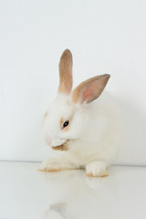 A cute white rabbit with long brown ears standing on hind legs on white background, adorable bunny pat