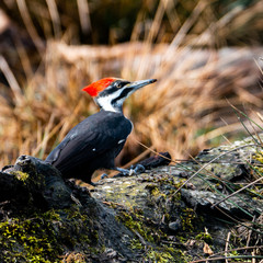 Wildlife photography