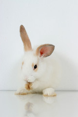 A cute white rabbit with long brown ears standing on hind legs on white background, adorable bunny pat