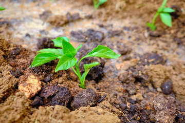 vegetable seedlings in the garden