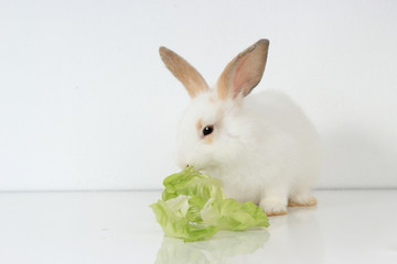 A cute white rabbit with long brown ears on white background, adorable bunny pat eating delicious green vegetable