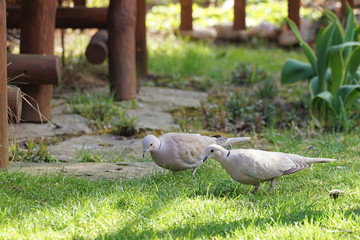 Pair of Eurasian collared dove (Streptopelia decaocto) on the garden lawn during a sunny day