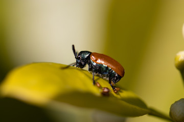beetle insect on green leaf. Close up macro shot