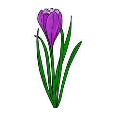 Crocus outline drawing.The first spring flowers in the Doodle style.Purple flowers.Floristics for decoration, postcards, weddings, birthdays.Vector illustration.
