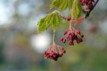 Frühlingszweig eines japanischen Ahorns