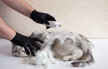 Cat grooming. Master shaves a British cat. Cat hair. Beauty cat.