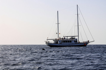 sailboat in the sea yacht ocean whale dolphin 