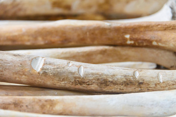 Leg and arm bones showing cut marks from machetes and swords