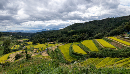 棚田