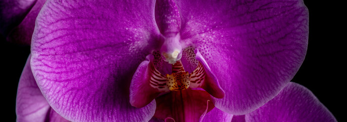 Panoramic view of macro pink orchid on a black background